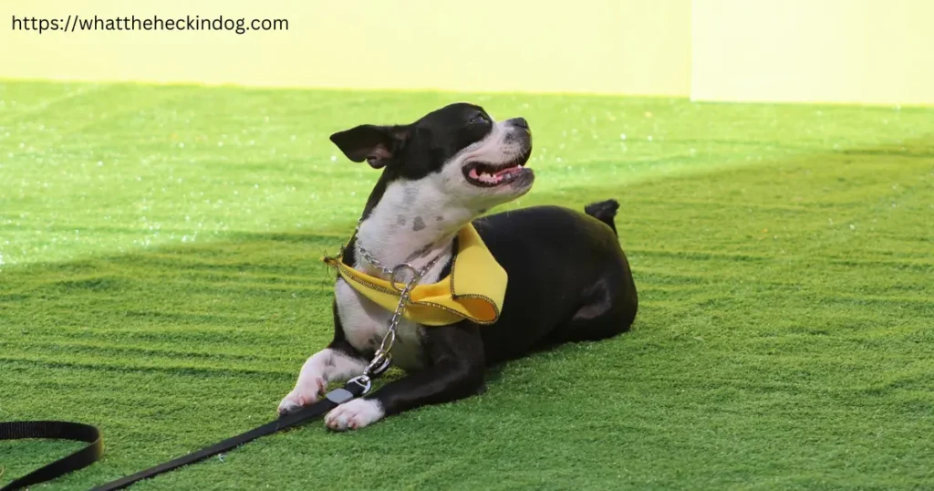 A black and white dog with a yellow collar sitting on a green field, enjoying the outdoors.