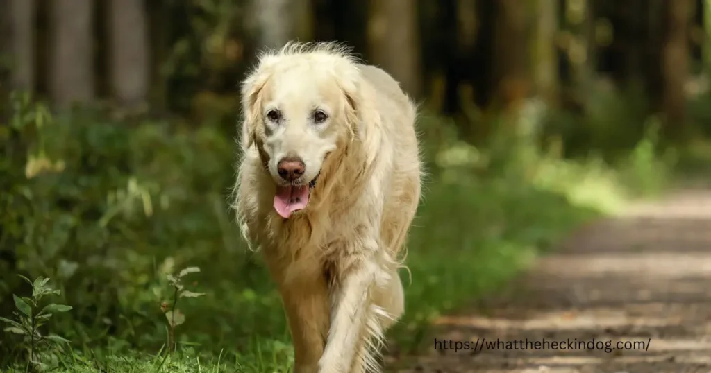 A golden retriever dog happily running on a forest path.