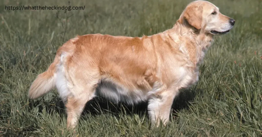 A golden retriever standing in a grassy field, looking alert and ready.