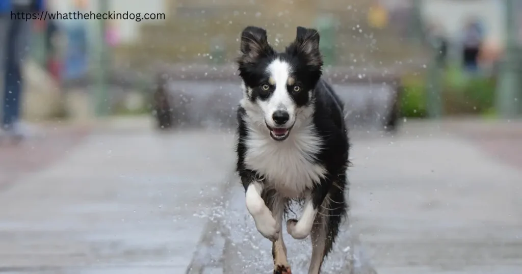 An energetic dog running through shallow water on a sidewalk.