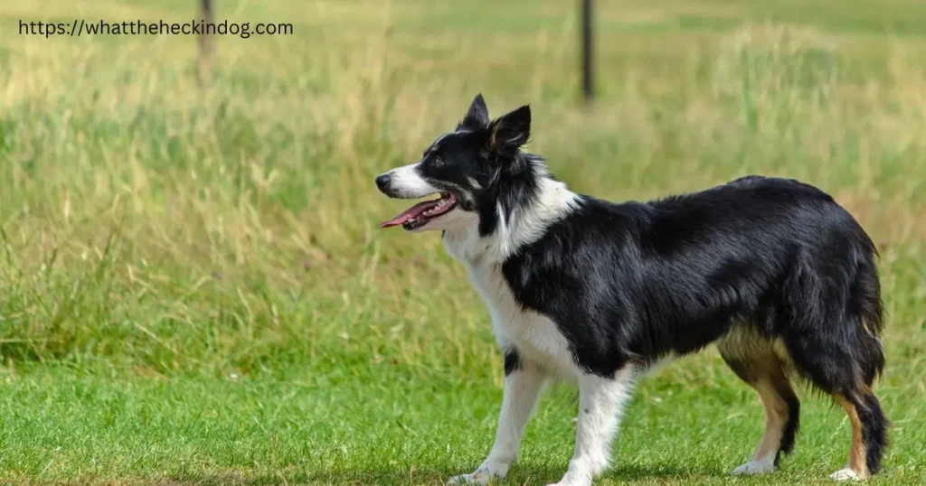 A black and white Border Collie dog standing in a field, looking alert and curious.