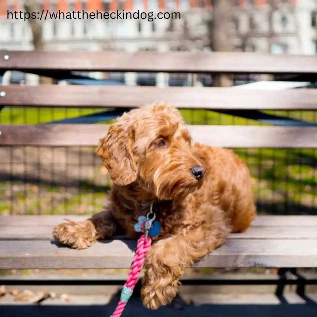 Goldendoodle puppies on bench with leash, looking content.