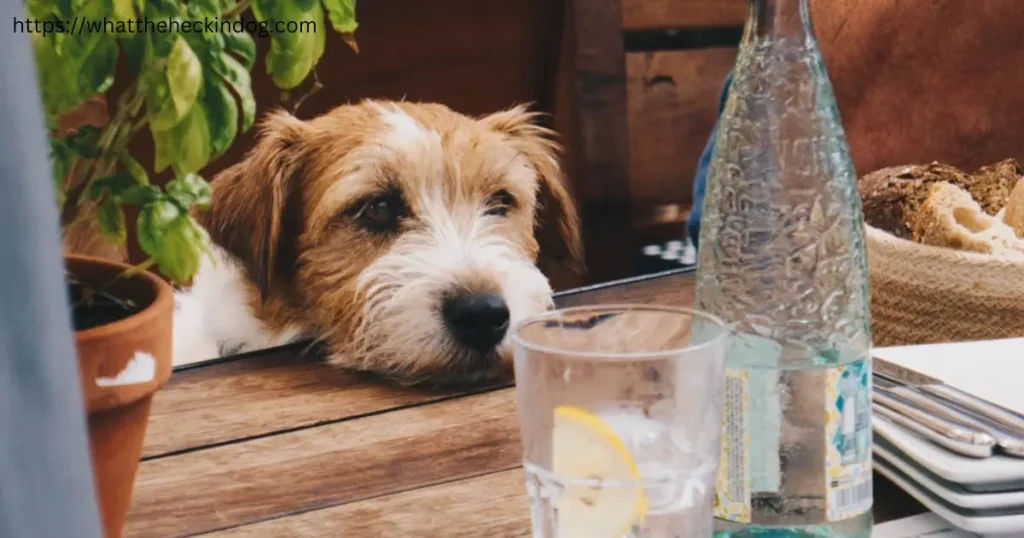 A dog sitting at a table, looking at a glass of water.