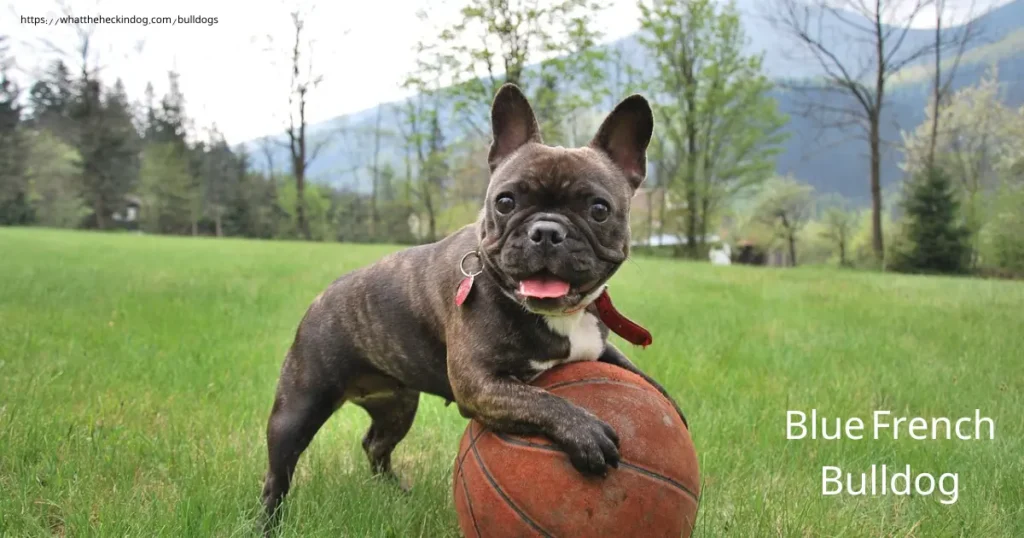 Sweet blue French bulldog puppies having fun.