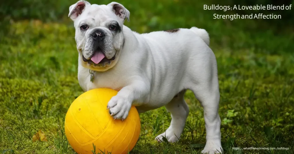 A playful bulldog puppy with a yellow ball, ready for a game of fetch.