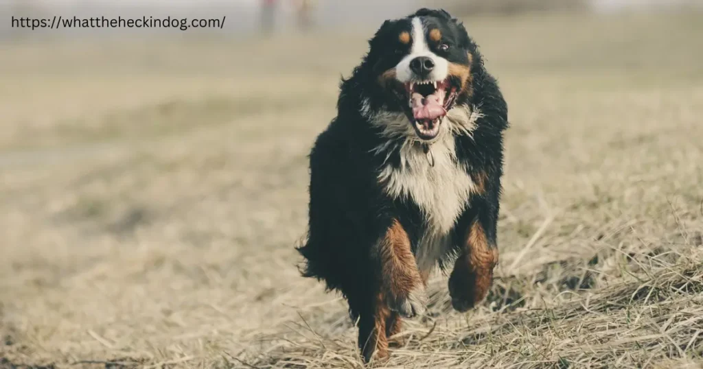 Bernese mountain dog running happily in green grass.