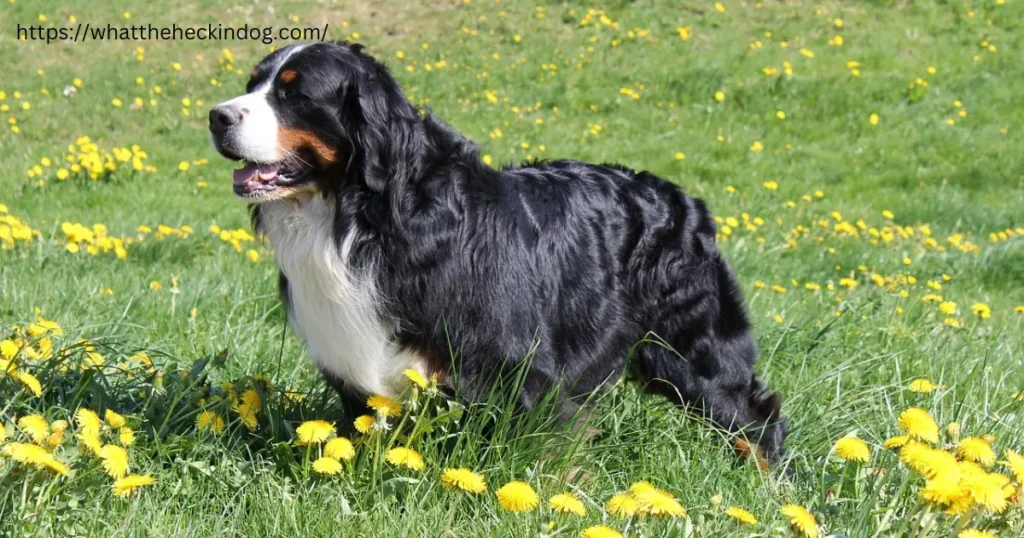 Bernese mountain dog in sunny flower meadow.