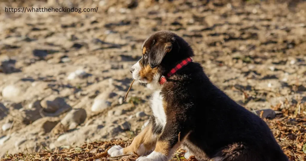 A cute Bernese Mountain Dog sitting on the ground with a sad expression, lowering its head.