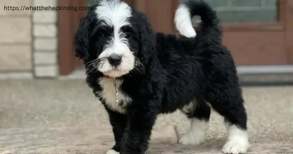 A black and white puppy standing on a sidewalk, looking curious and adorable.