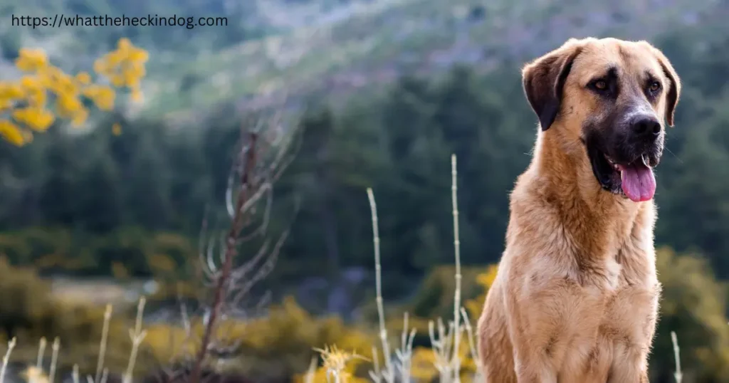 A majestic Anatolian Shepherd Puppies sitting in the grass, with a towering mountain as a breathtaking backdrop.