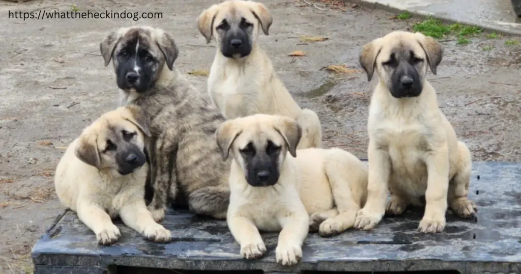 Anatolian Shepherd Puppies sitting on a metal box, looking curious and playful.