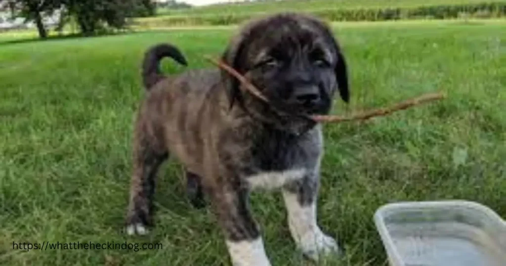 A playful Anatolian Shepherd Puppies holding a stick in its mouth while standing on the grass.