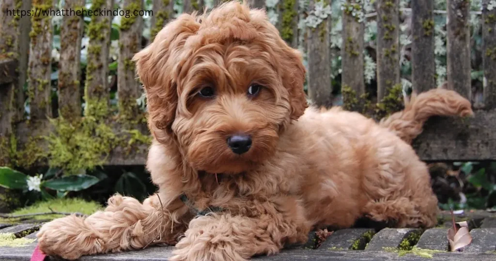 A brown  Australian Labradoodle peacefully resting on a wooden bench.