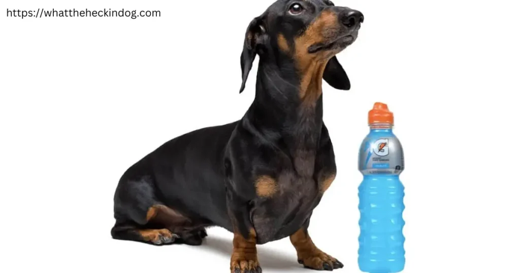 A dachshund dog sitting next to a bottle of water.