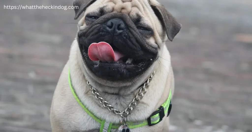 A pug dog with its tongue out, displaying a playful and adorable expression.