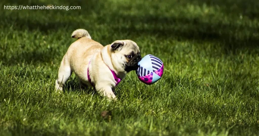 A pug dog happily playing with a ball in the grass, enjoying a fun-filled day outdoors.