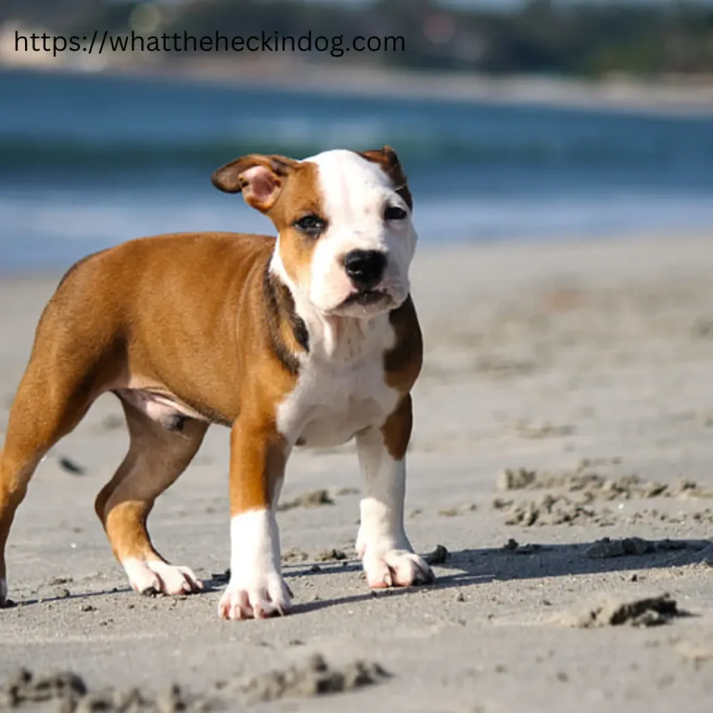 A brown and white dog standing on the beach, enjoying the sandy shore and the calming waves.