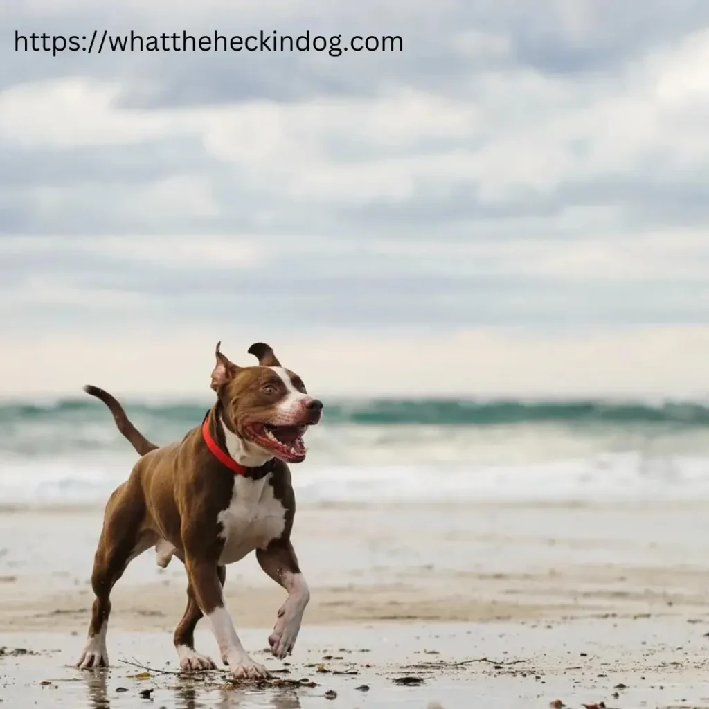 A close-up photo of a Pit Bull Terrier with a curious expression, showcasing its muscular build and distinctive features.