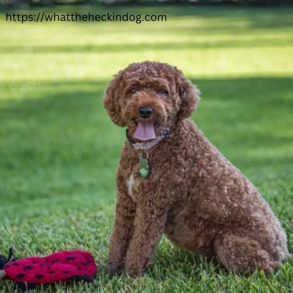 A brown dog sitting in grass, holding a red ladybug toy in its mouth.