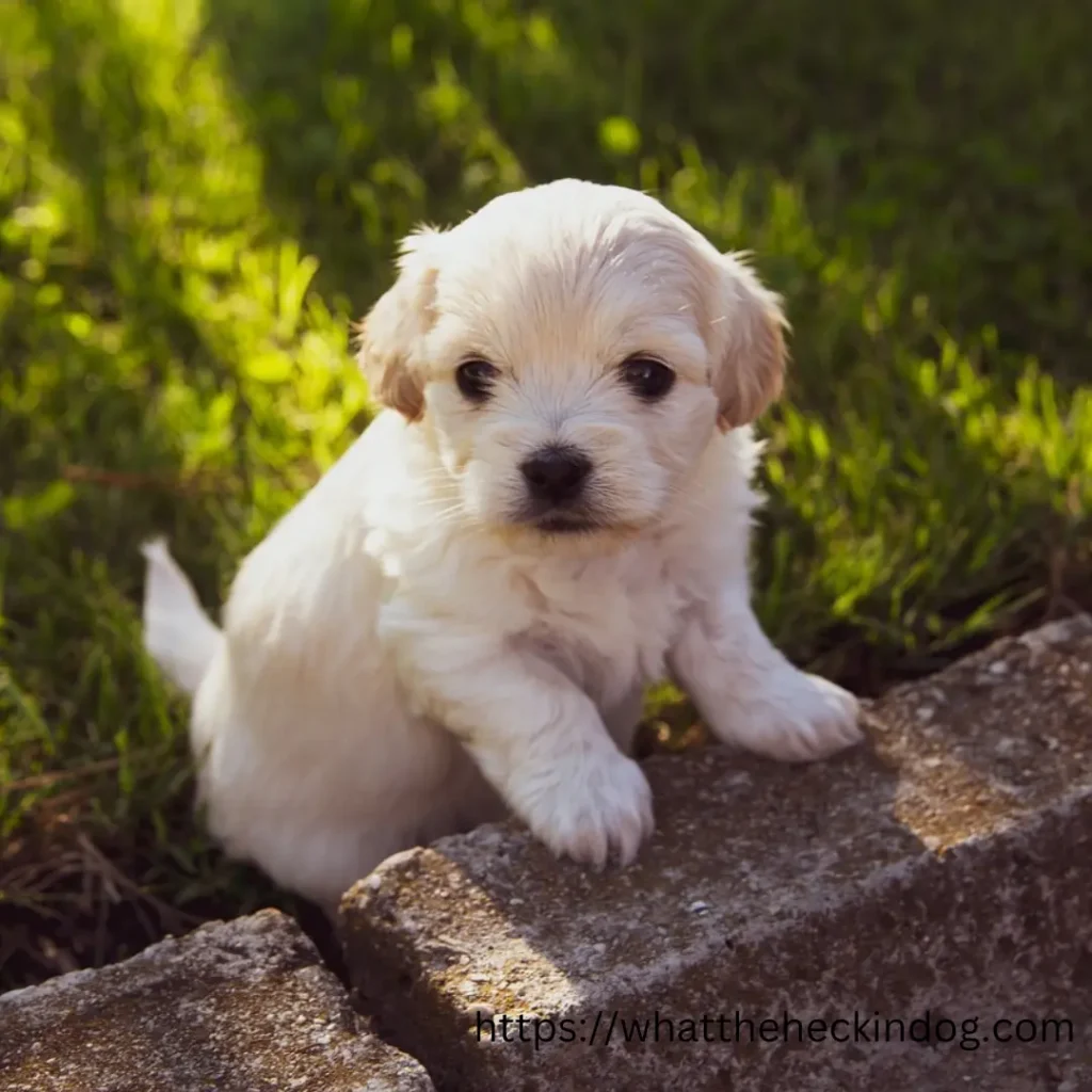 Cute white puppy perched on brick wall.