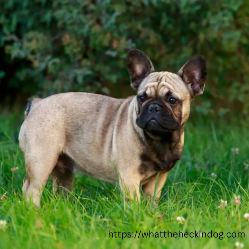 A small tan French Bulldog standing in the grass, looking alert and curious.