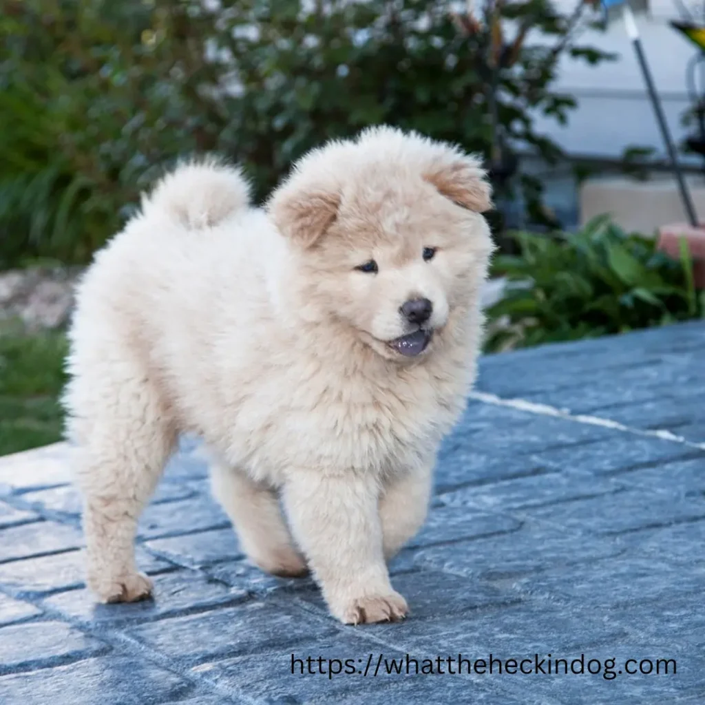 A Chow Chow Dog strolling on a brick patio, showcasing its adorable charm and enjoying the outdoor ambiance.