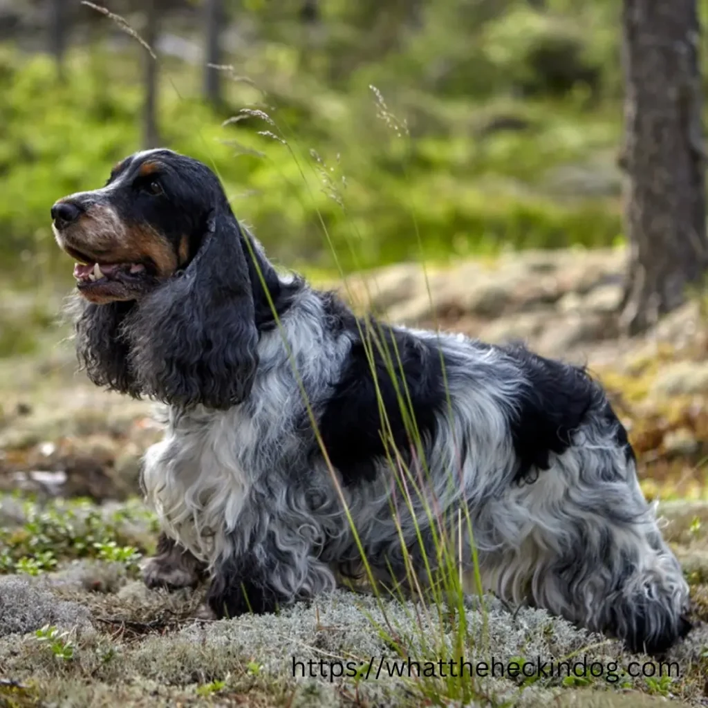 Cocker Spaniel dog sitting on a rock in the woods, enjoying nature's tranquility.