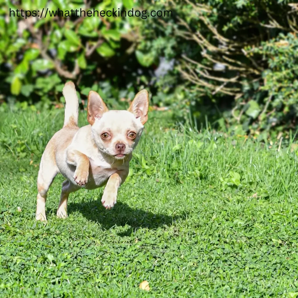 A small chihuahua dog joyfully darts through the lush green grass, its tiny legs propelling it forward with excitement.