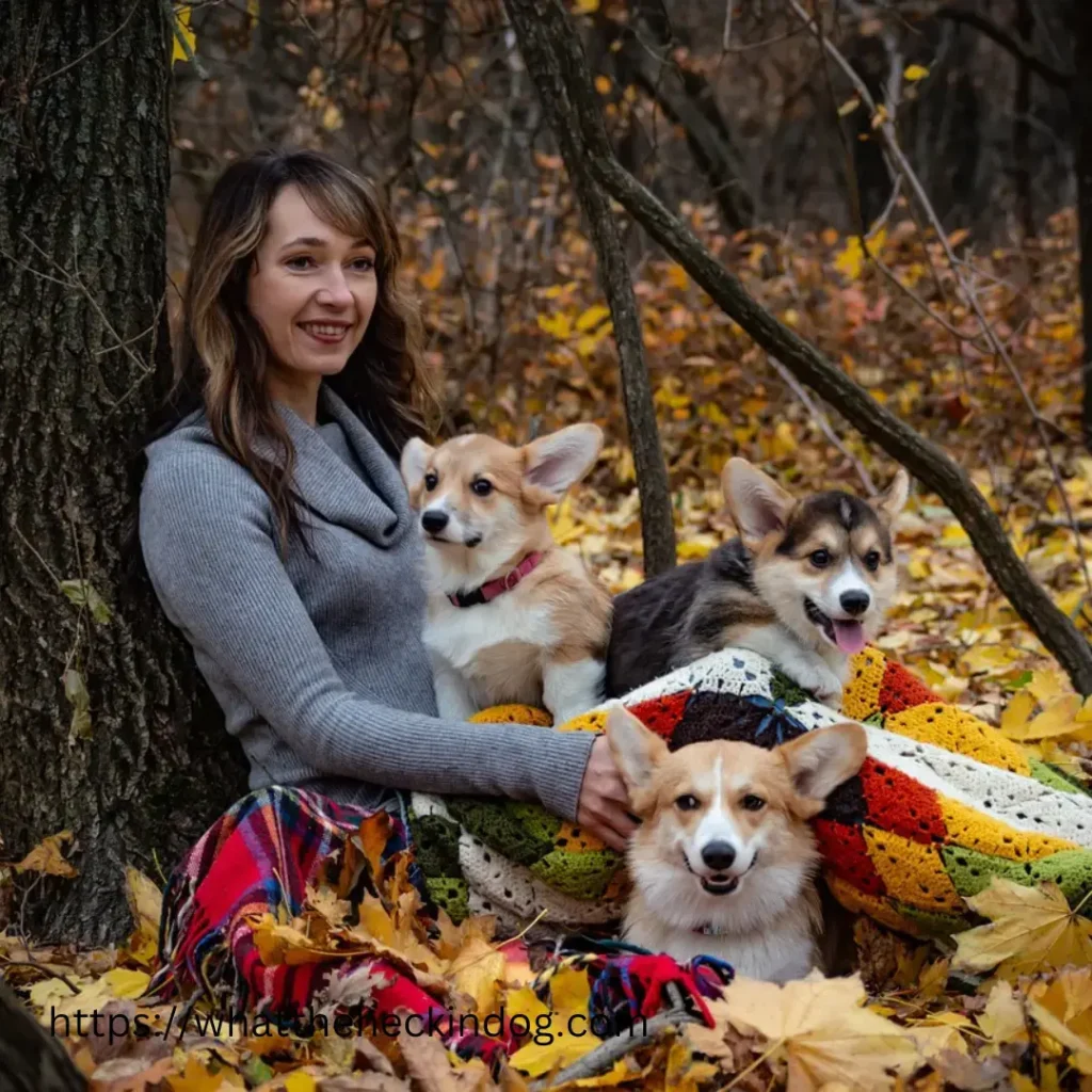 A woman walking with three Cardigan Welsh Corgi Puppies in a colorful autumn setting, surrounded by fallen leaves.