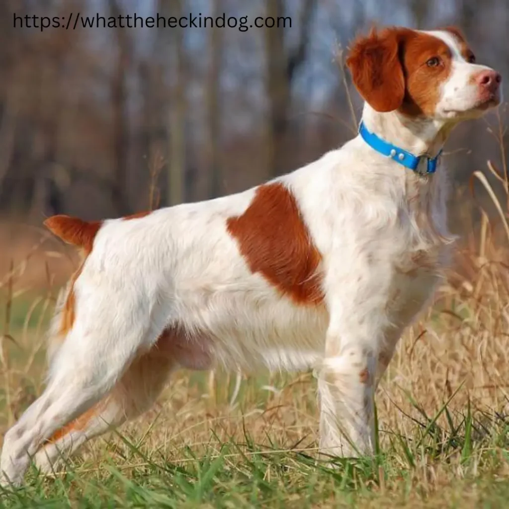 A Brittany dogs with brown and white fur standing in a grassy field.