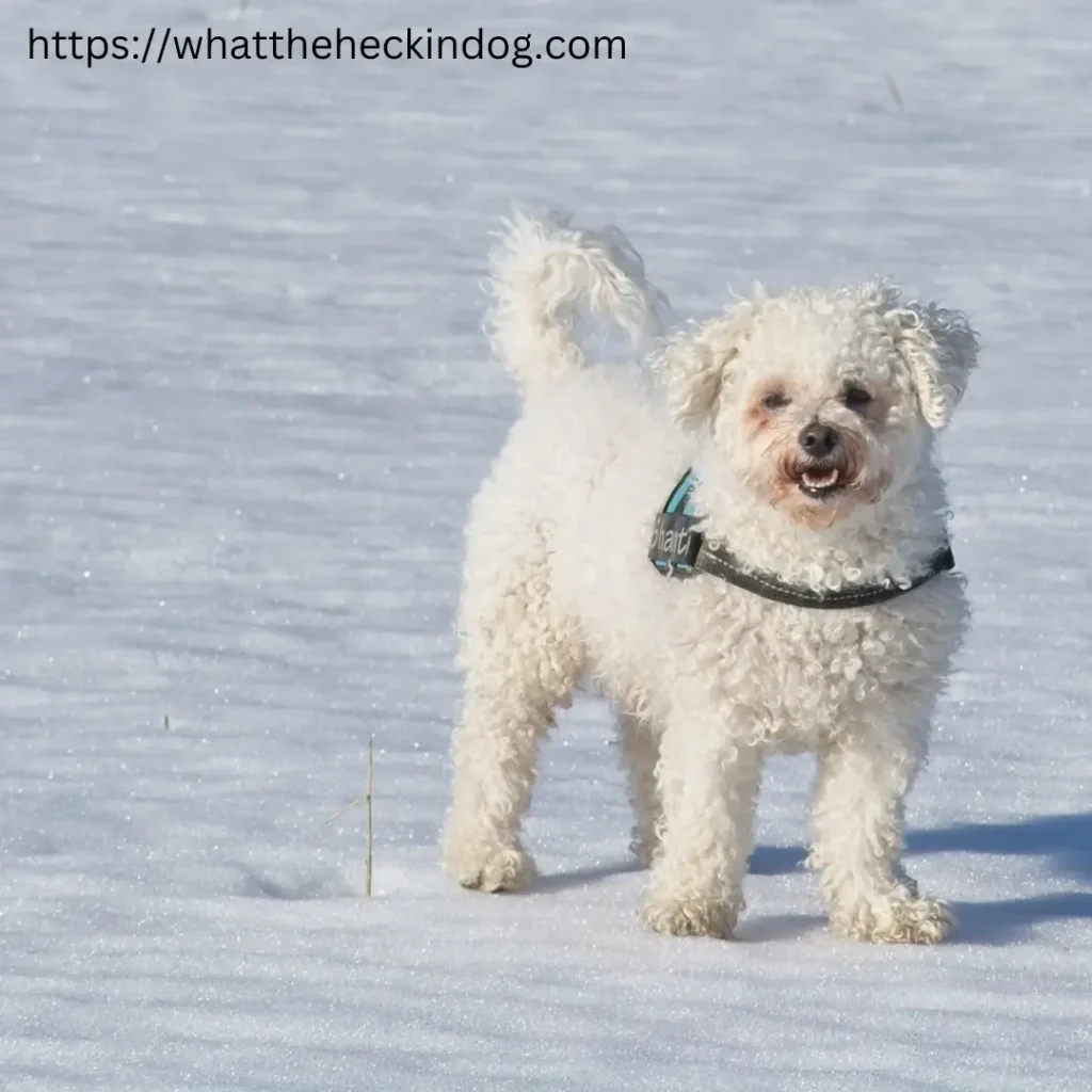 Snow-covered ground with a white Bichon Frise puppy standing in the middle.