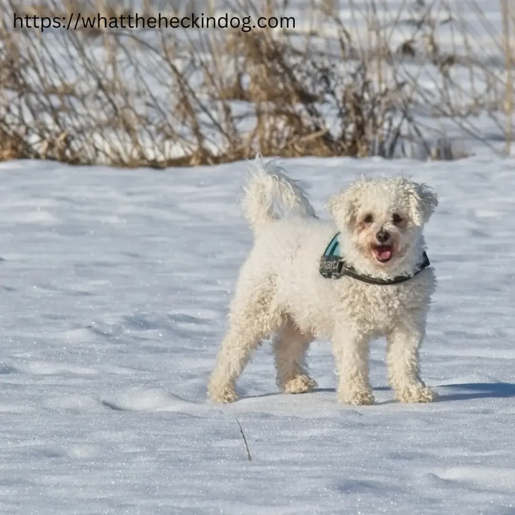 Small white pup standing in fresh snow,