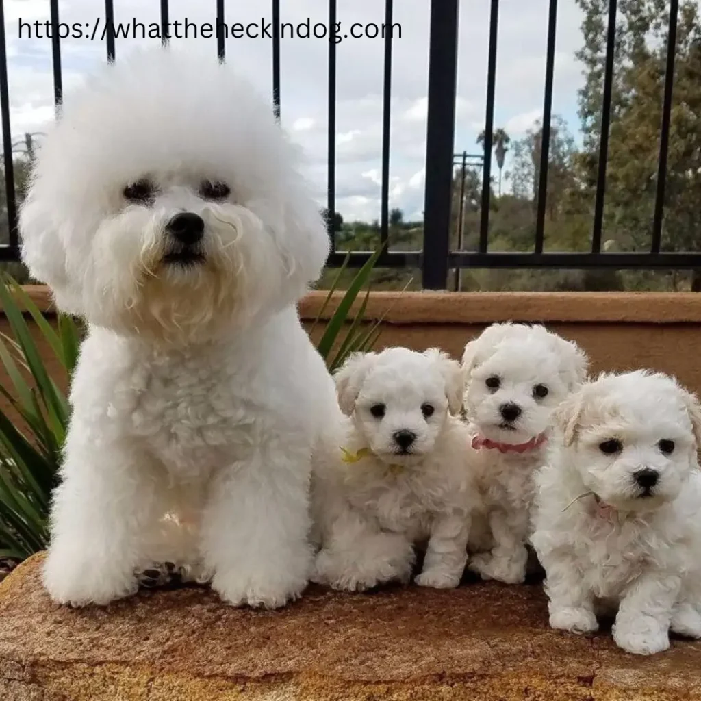 Bichon Frise puppy adorable companions seeking loving homes. Perfect addition to any family.