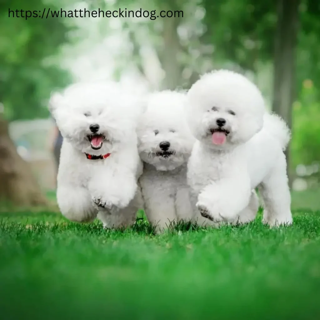 Three Bichon Frise puppy playfully frolicking in the lush green field.