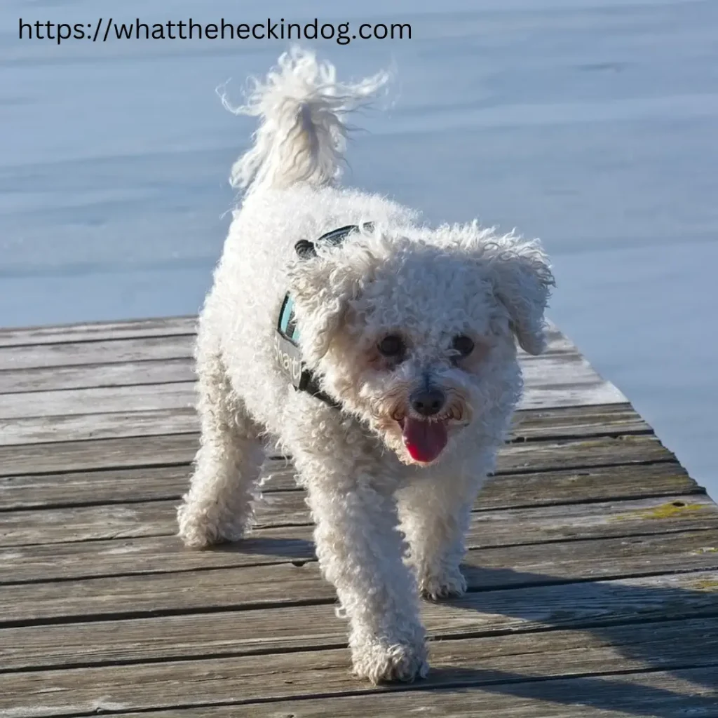 White dog on dock with water in background.