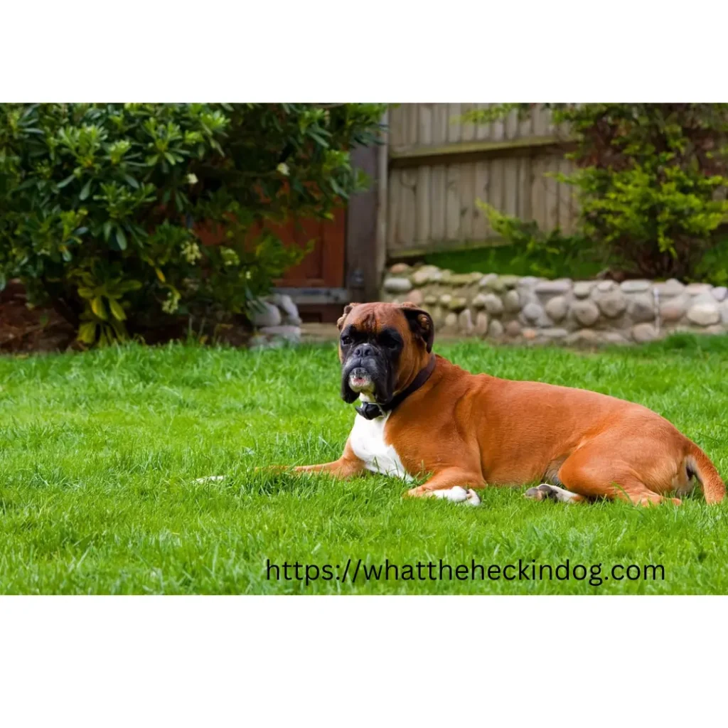 A boxer dog lying down in the green grass.