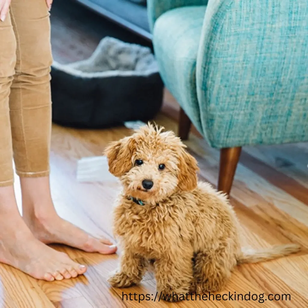 A dog sitting next to a woman's feet on the floor.