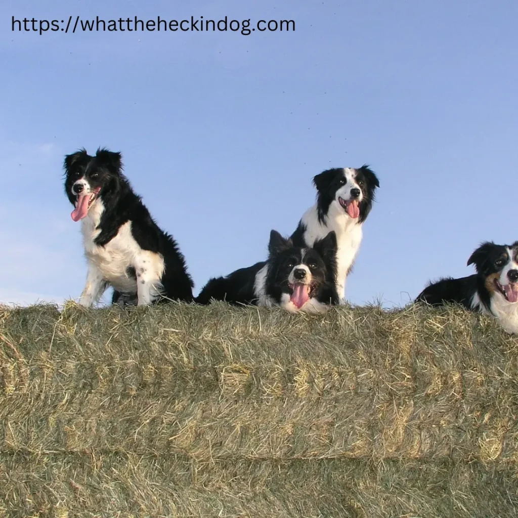 Four border collies sitting on a hay bale, looking alert and attentive.