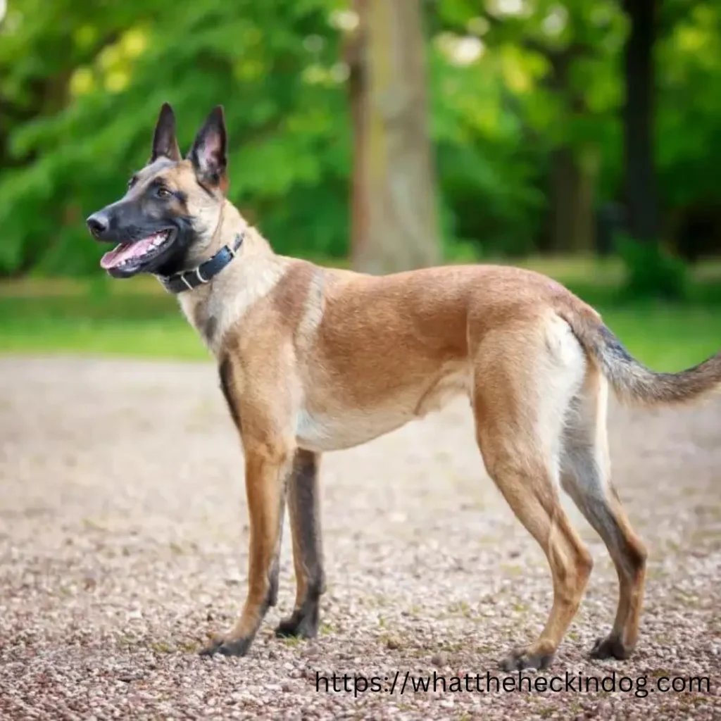 A Belgian Malinois dog standing in the park, looking alert and attentive.