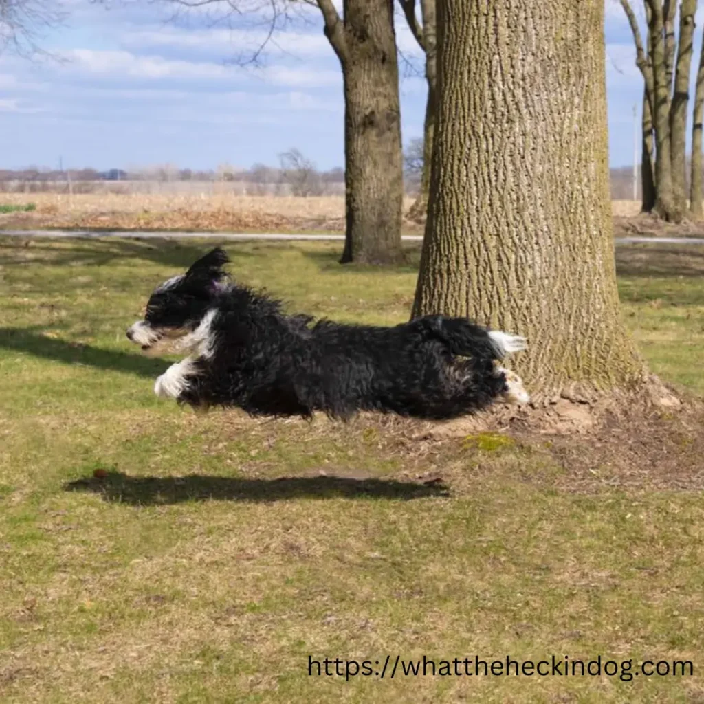 Bernedoodle dog happily jumps near a tree, displaying pure joy and energy in a beautiful outdoor setting.