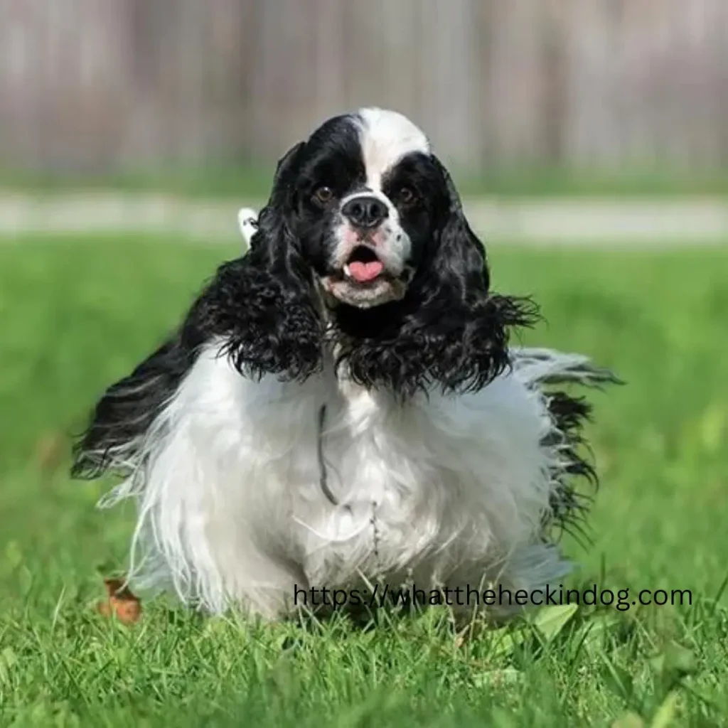 A black and white Cocker spaniels dog running happily on the green grass.