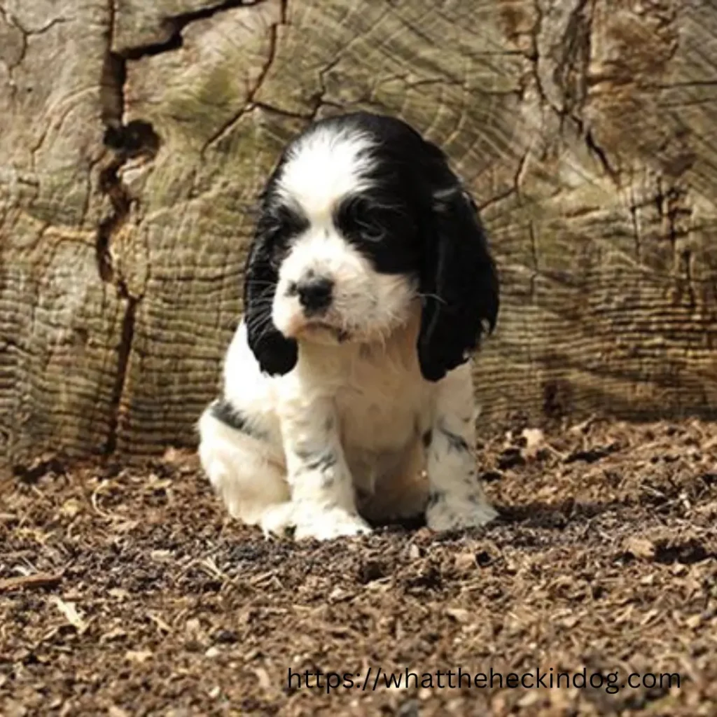 A cute black and white puppy sitting on the ground, looking adorable and innocent.