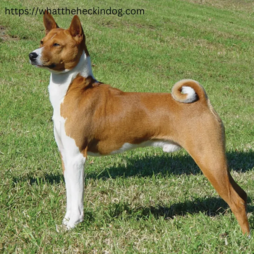 A Basenji Dog standing in the grass, looking alert and curious.