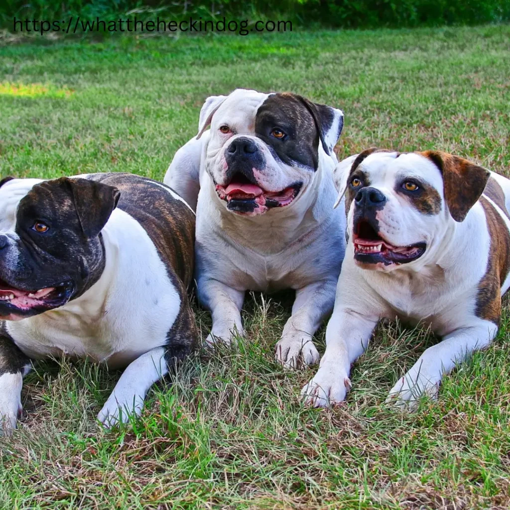 Three dogs sitting on the grass, enjoying the sunny day.