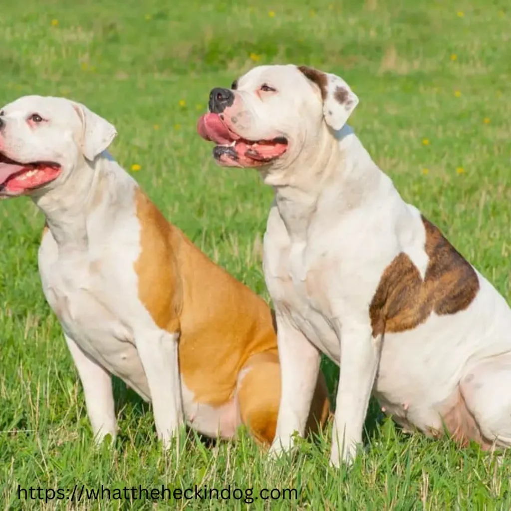 Two brown and white American Bulldog sitting in the grass, one looking at the camera, the other gazing off into the distance.