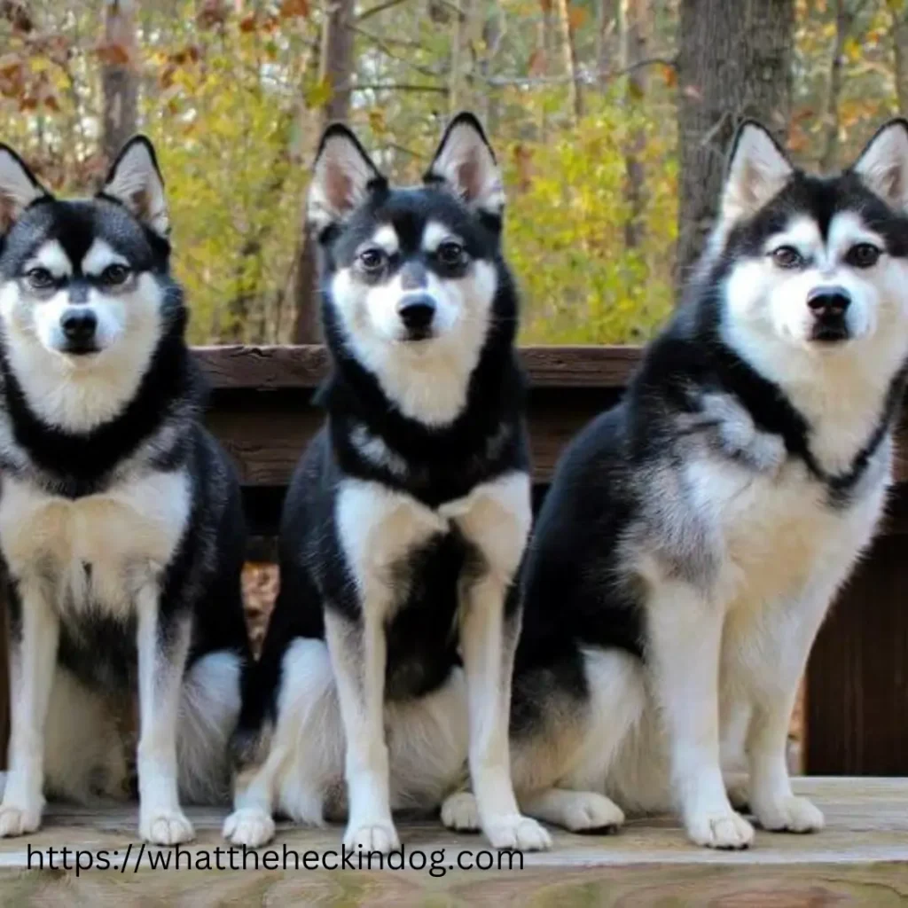 Three Alaskan Kali Kai Puppies perched on a rustic wooden bench.