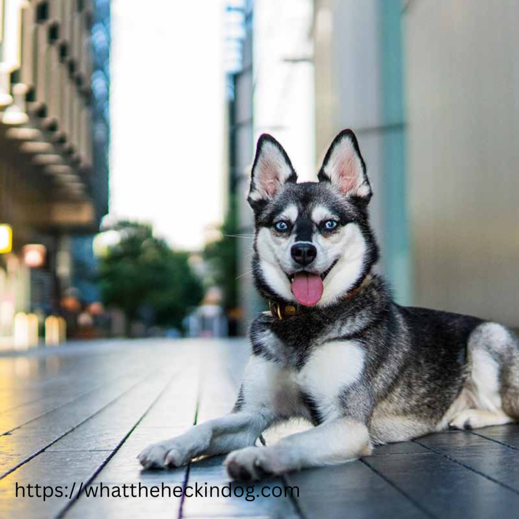 Alaskan Kali Kai Puppies sitting in front of buildings on the ground, looking alert and attentive.