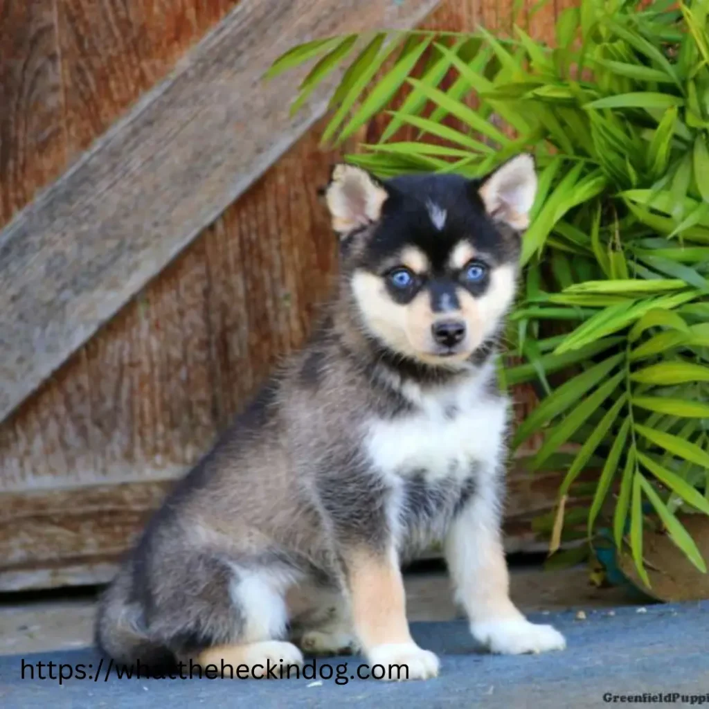 Alaskan Klee Kai Puppies sitting on the ground, looking adorable and innocent.