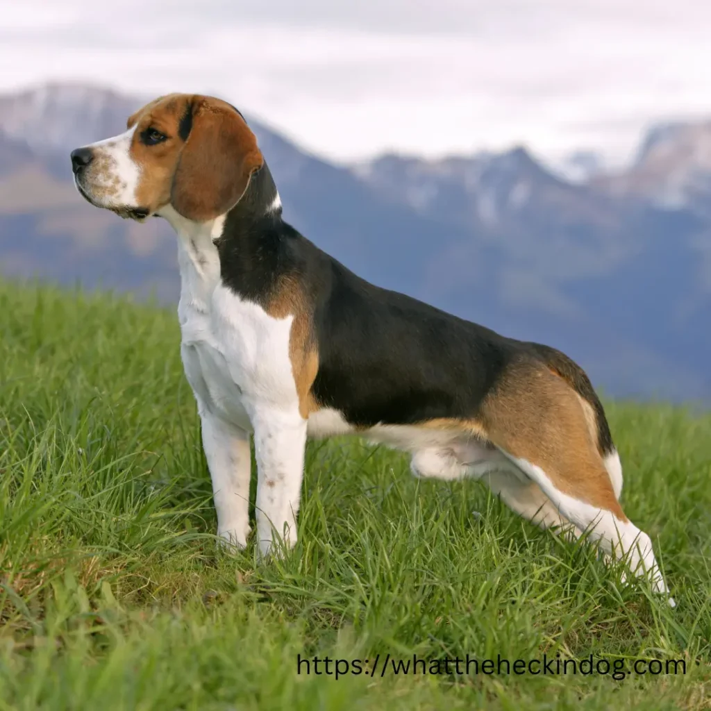 A Beagle Dog standing in the grass, looking alert and curious.