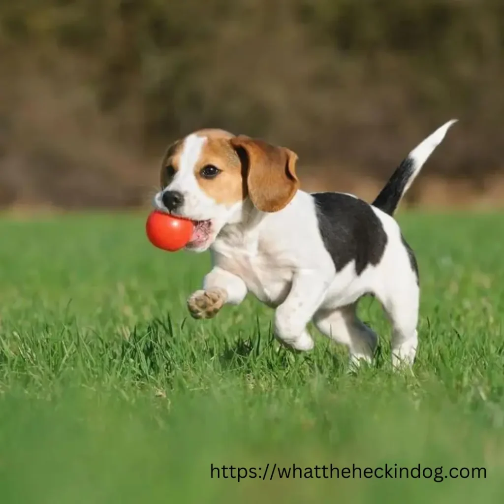 A cute beagle dog with a red ball in its mouth, running energetically.